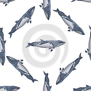 Seamless pattern lesser rorqual on white background. Template of cartoon character of ocean for fabric