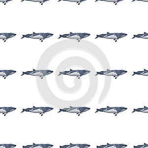 Seamless pattern lesser rorqual on white background. Template of cartoon character of ocean for fabric