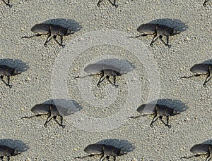 Seamless pattern with Lesser stag beetle Dorcus parallelipipedus photo