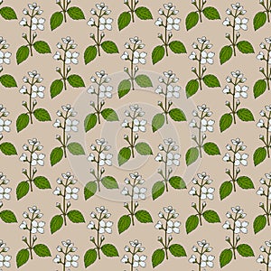 Seamless pattern with Lewis mock-orange