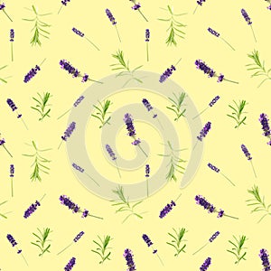 Seamless pattern made from lavendel flowers isolated on yellow. fresh blossoms. floral pattern