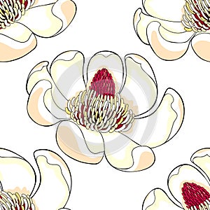 Seamless pattern Magnolia obovate flower in bloom. vector illustration