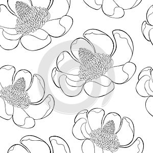 Seamless pattern Magnolia obovate flower in bloom. vector illustration
