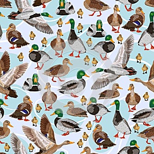 Seamless pattern with mallard ducks. Male, female and ducklings of the Mallard duck Anas platyrhynchos. Realistic vector illustrat