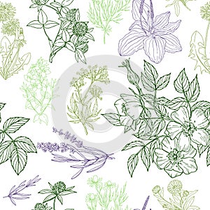 Seamless pattern, medicinal herbs and flowers photo