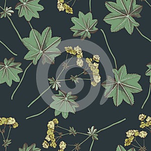 seamless pattern with medicinal plant Ladys mantle