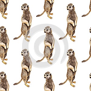 Seamless pattern with meerkat