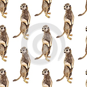 Seamless pattern with meerkat photo