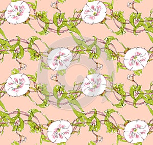Seamless pattern with a morning glory