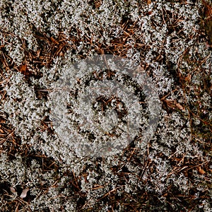 Seamless pattern of natural white moss. Above view.