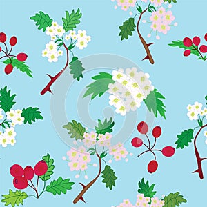 Seamless pattern with officinal hawthorn photo