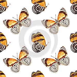 Seamless pattern with orange butterfly -diaethria clymena. Tropical insect. photo