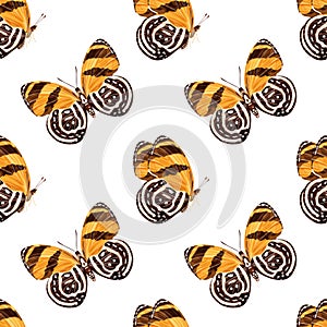 Seamless pattern with orange butterfly-diaethria clymena. Tropical insect. photo