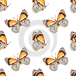 Seamless pattern with orange butterfly -diaethria clymena. Tropical insect. photo