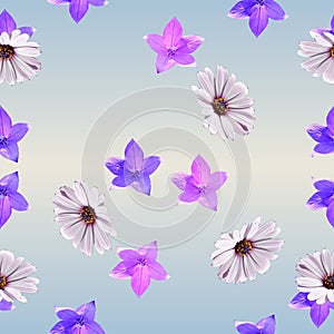 Seamless pattern with osteospermum and platycodon flowers. Beautiful spring design