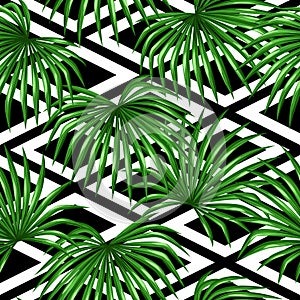 Seamless pattern with palms leaves. Decorative image tropical leaf of palm tree Livistona Rotundifolia. Background made