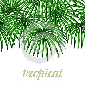 Seamless pattern with palms leaves. Decorative image tropical leaf of palm tree Livistona Rotundifolia