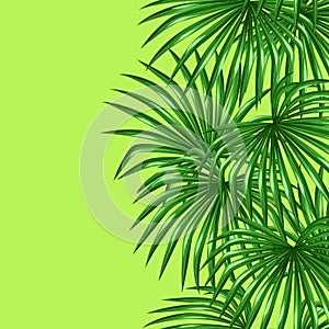 Seamless pattern with palms leaves. Decorative image tropical leaf of palm tree Livistona Rotundifolia