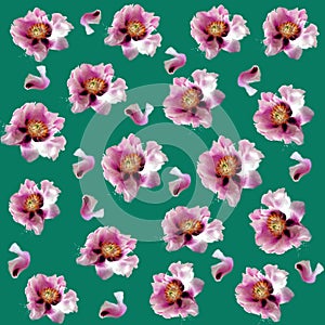 Seamless pattern: pastel peony tree flowers with scattered flower petals on a moss background, close-up