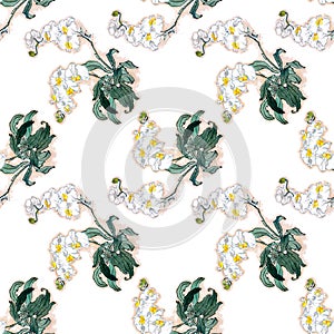 Seamless  pattern with phalaenopsis orchids on white background. Hand drawn watercolor.  Chinese ink painting stock illustration