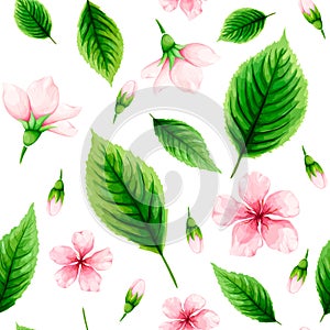 Seamless pattern of pink cherry flowers and green leaves on whit