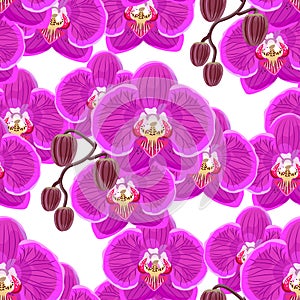 Seamless pattern with pink orchids on white background