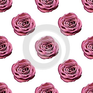 Seamless pattern of pink rose flower on white background isolated close up, burgundy roses repeating ornament, red flowers print