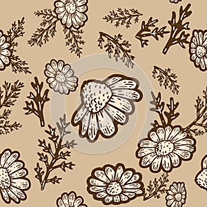 Seamless pattern. Plant blooming camomile isolated. Sketch scratch board imitation.