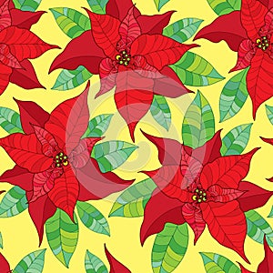 Seamless pattern with Poinsettia flower or Christmas Star in red with green leaves. Traditional Christmas symbol.