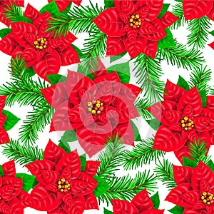 Seamless pattern of Poinsettia and spruce branch