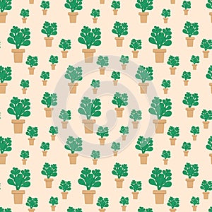 Seamless pattern with a potted plant. Crassulaceae, flat style . Green money tree, Symbol of luck and wealth . Vector background