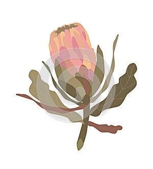 Seamless pattern with protea flower.