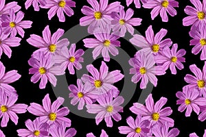 Seamless pattern with purple flowers on a black background.