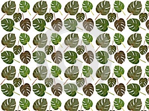 Seamless pattern of real monstera leaves on a white background. Bac
