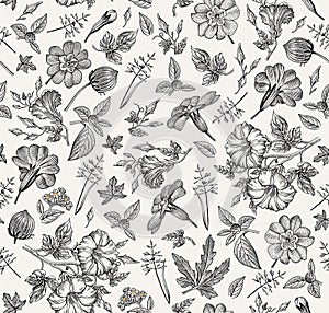 Seamless pattern. Realistic isolated flowers. Vintage background Petunia primavera hibisc Drawing engraving Vector