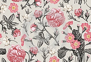 Seamless pattern. Realistic isolated flowers. Vintage background. Rose primrose Primula Wallpaper. Drawing engraving.