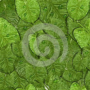 Seamless pattern with realistic tropical leaves, water drops, dew. fashionable background of exotic green leaves, top view. for