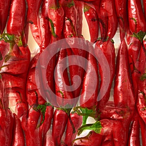 seamless pattern Red Chili pepper. isolated on white background