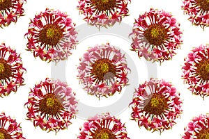 Seamless pattern with red flowers isolated on white background.