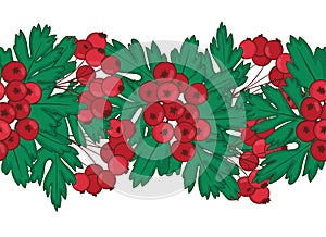 seamless pattern of red hawthorn berries. endless ornament clusters of Crataegus or Haw