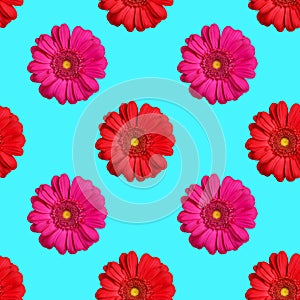 Seamless pattern of red and pink gerbera flowers on blue background isolated, bright gerber flower repeating ornament, wallpaper