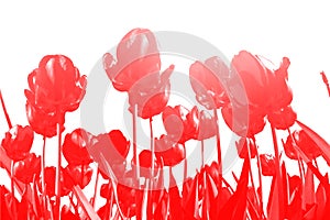 Seamless pattern with red tulips isolated on white background.