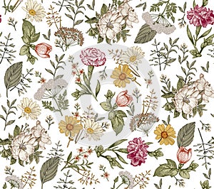 Seamless pattern Rosehip Chamomile isolated flowers Vintage background Wallpaper Drawing engraving. Vector illustration