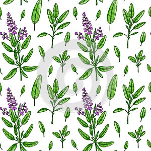 Seamless pattern with sage leaves and flowers. Hand drawn greens and leaf vegetables. Vector illustration in colored sketch style