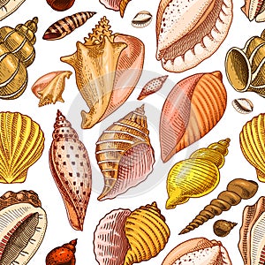 Seamless pattern shells or mollusca different forms. sea creature. engraved hand drawn in old sketch, vintage style