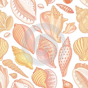 Seamless pattern shells or mollusca different forms. sea creature. engraved hand drawn in old sketch, vintage style