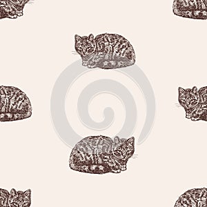 Seamless pattern of sketches young domestic cats