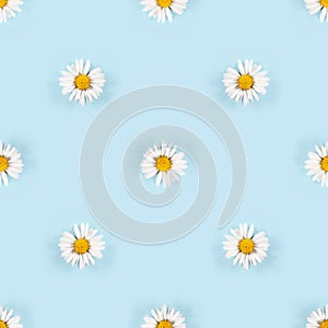 Seamless pattern with small daisy flowers with white petals on blue background