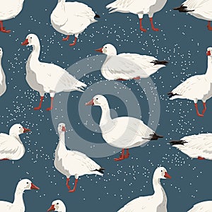Seamless pattern with snow geese and snowfall. White arctic goose Anser caerulescens. Birds of the North, inhabiting Greenland, Al photo