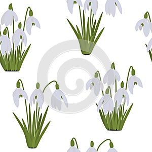 Seamless pattern snowdrops vector spring flowers illustration